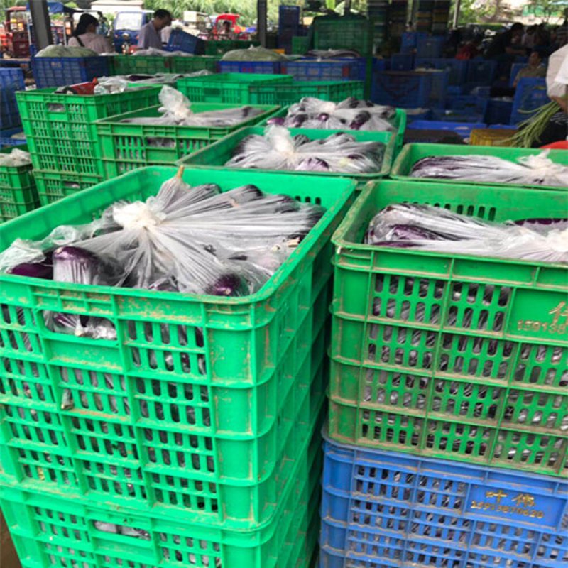 临海蔬菜基地为何成为农业新星？——深度研究与案例解读