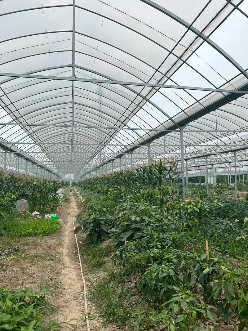 蔬菜配送：城市新鲜食材的便捷选择
