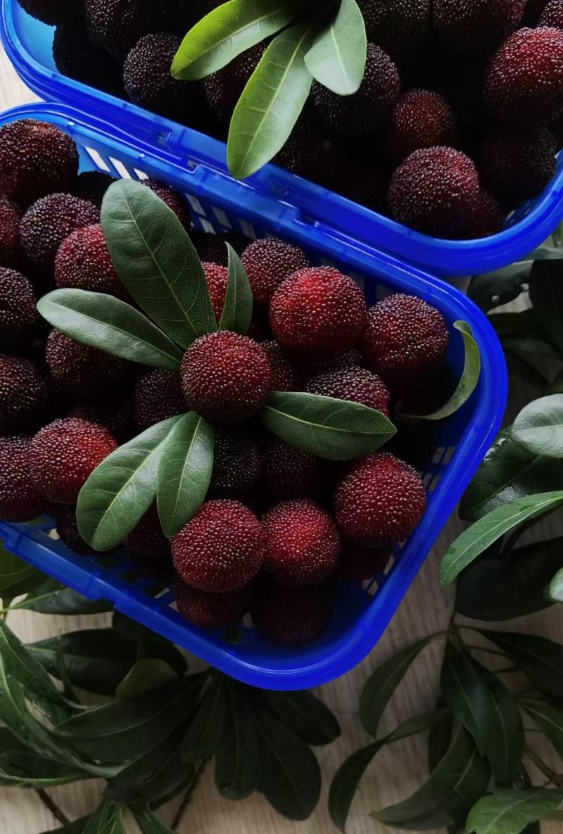 临海蔬菜基地：一场绿色革命的见证